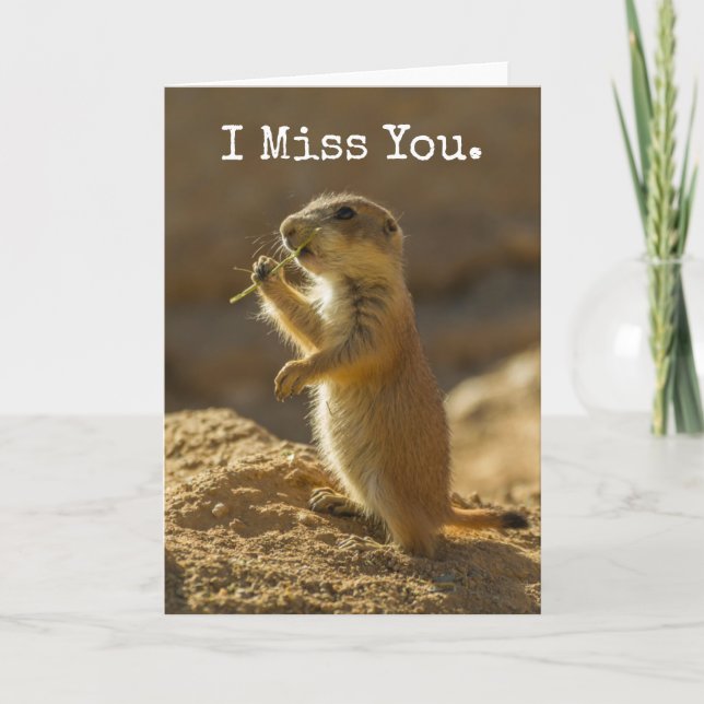 Baby prairie hund eat, Arizona Kort (Framsida)