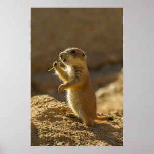 Baby prairie hund eat, Arizona Poster