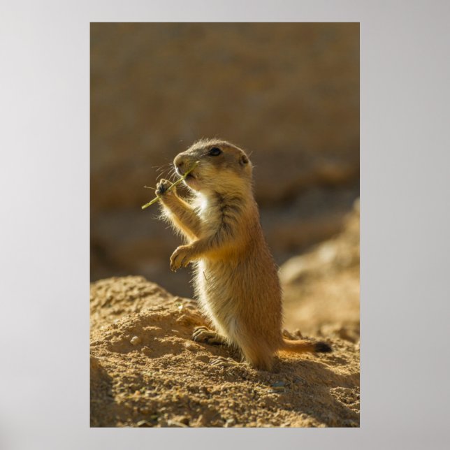 Baby prairie hund eat, Arizona Poster (Framsidan)