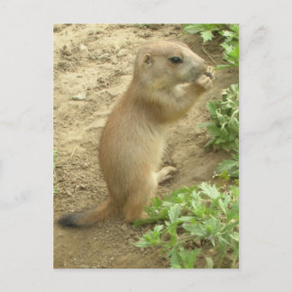 Baby Prairie Hund Vykort