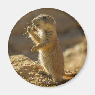 Baby präriemarmot äter, Arizona Magnet