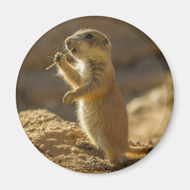 Baby präriemarmot äter, Arizona Magnet (Framsidan)