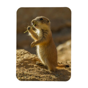 Baby präriemarmot äter, Arizona Magnet