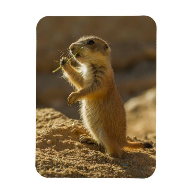 Baby präriemarmot äter, Arizona Magnet (Vertikal)