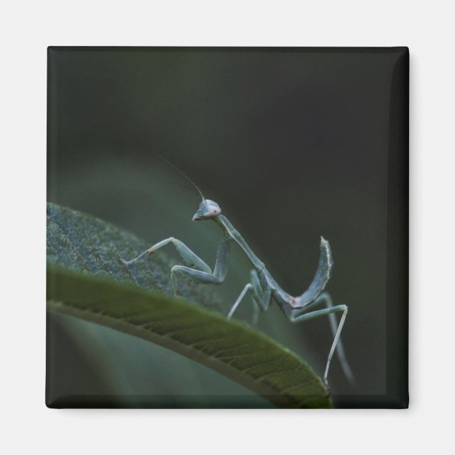 Baby Praying Mantis Magnet (Framsidan)