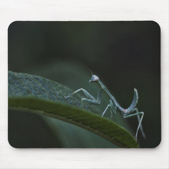 Baby Praying Mantis Musmatta (Framsidan)