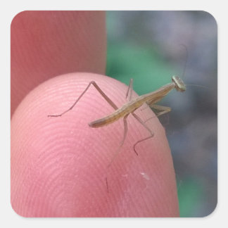 Baby Praying Mantis på Finger Fyrkantigt Klistermärke