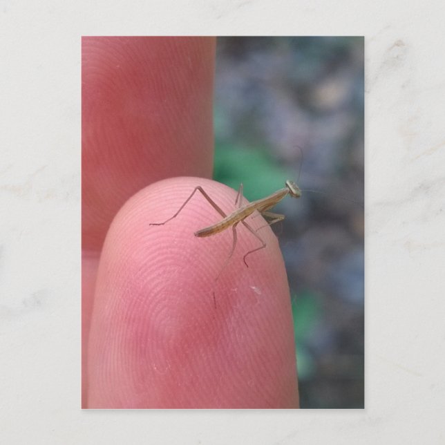 Baby Praying Mantis på Finger Vykort (Framsida)