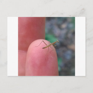 Baby Praying Mantis-vykort Vykort