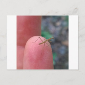 Baby Praying Mantis-vykort Vykort