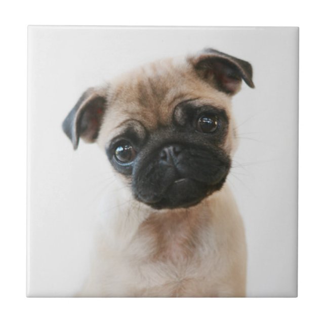 Baby Pug Porträtt Kakelplatta (Framsidan)