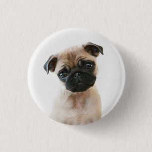 Baby Pug Porträtt Knapp