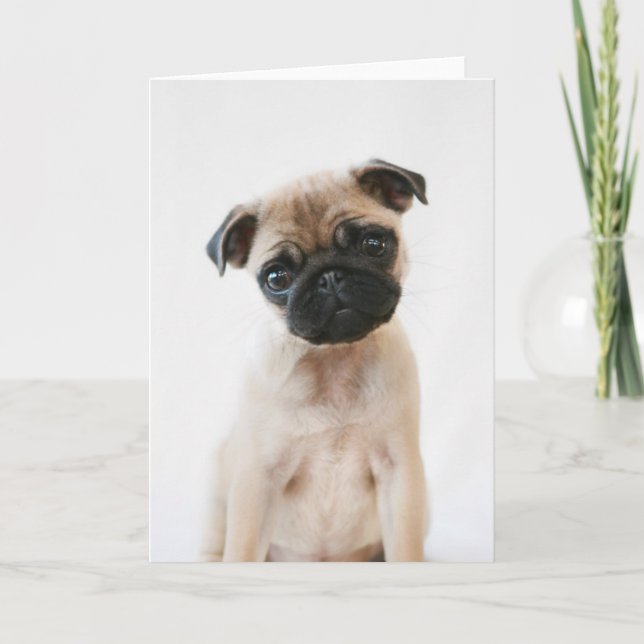 Baby Pug Porträtt Kort (Framsida)