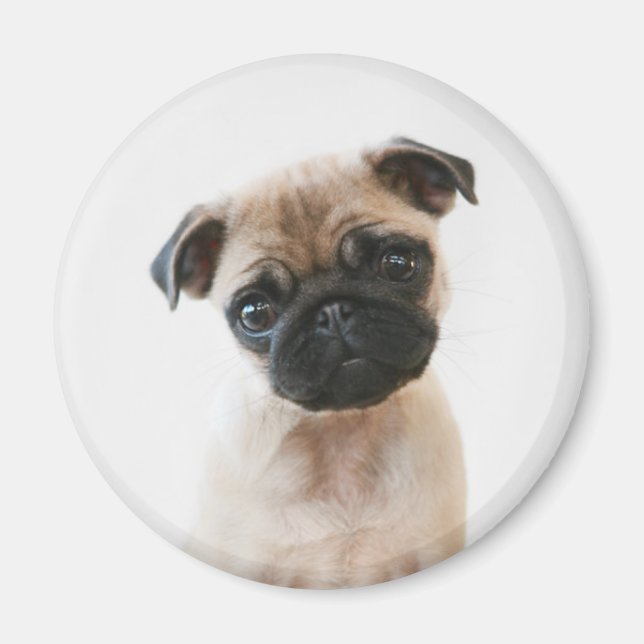 Baby Pug Porträtt Magnet (Framsidan)
