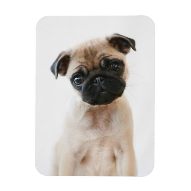 Baby Pug Porträtt Magnet (Vertikal)