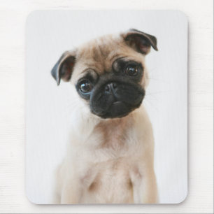Baby Pug Porträtt Musmatta