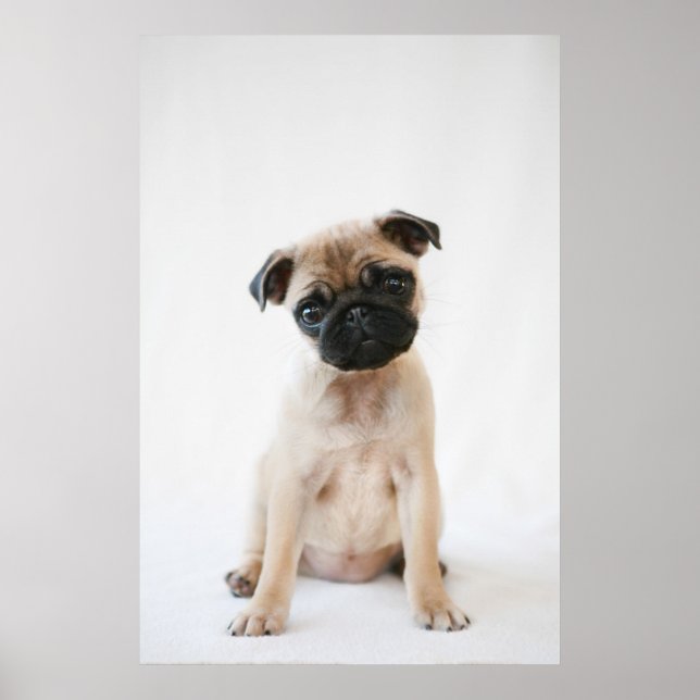 Baby Pug Porträtt Poster (Framsidan)