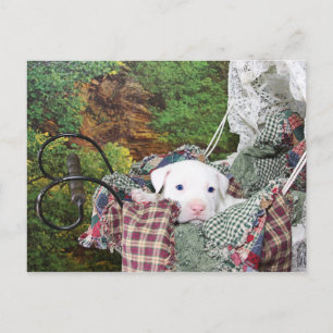 Baby Puppy Carriage Ride Vykort
