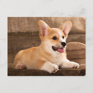 Baby Puppy Corgi Vykort