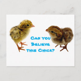 Baby Quail Chick Vykort