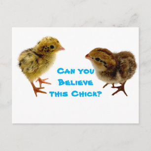 Baby Quail Chick Vykort