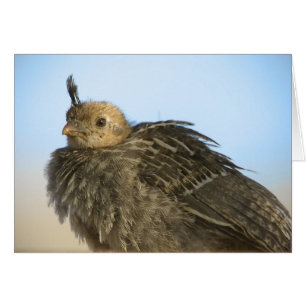 Baby Quail Hälsningskort