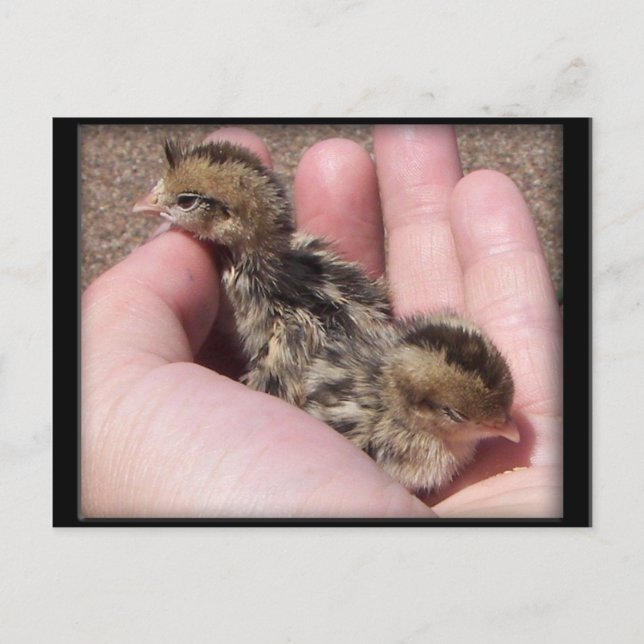 Baby Quail Vykort (Framsida)
