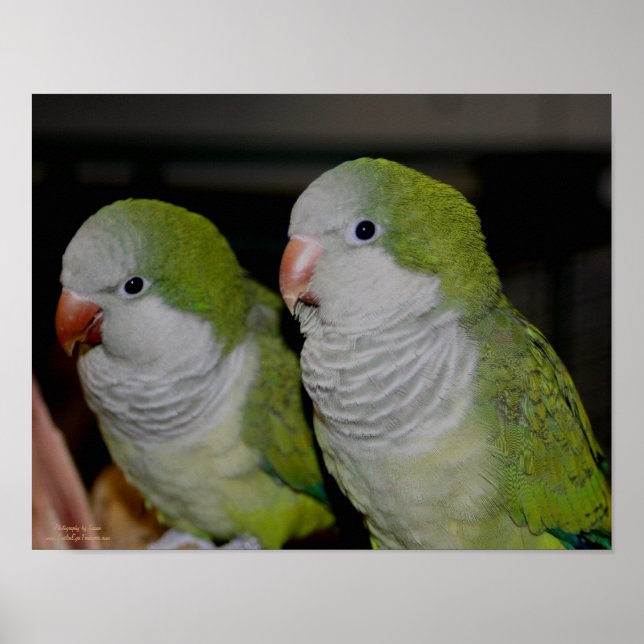 Baby Quaker Parrot Pair #2 Poster (Framsidan)