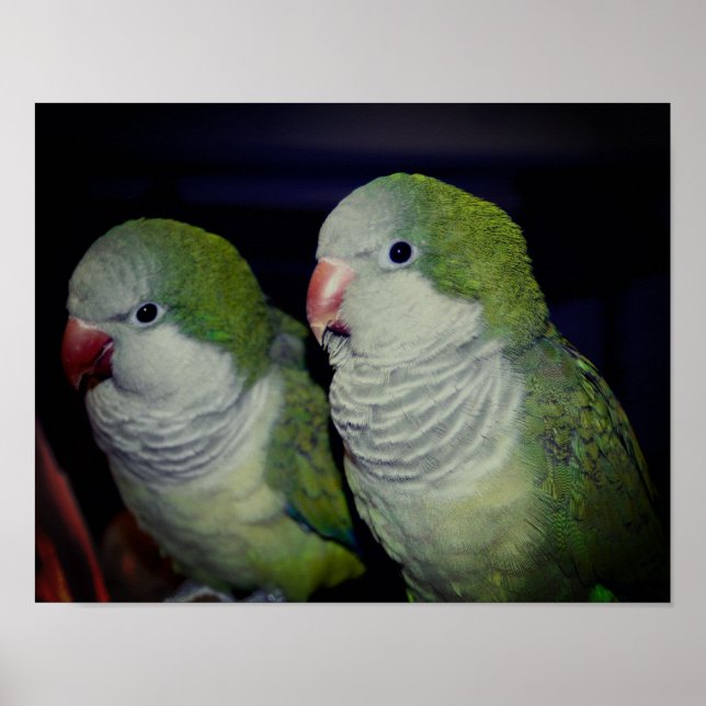 Baby Quaker Parrot Pair 2 Poster (Framsidan)