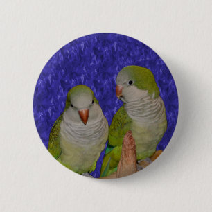Baby Quaker Parrot Pair Animal Button Knapp