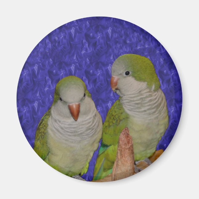 Baby Quaker Parrot Pair Animal Magnet (Framsidan)