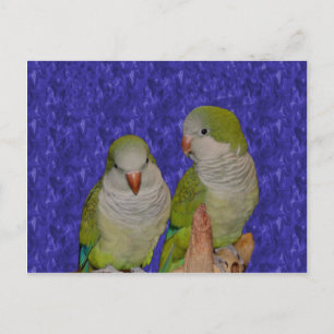 Baby Quaker Parrot Pair Animal Postcard Vykort