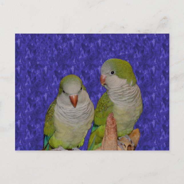Baby Quaker Parrot Pair Animal Postcard Vykort (Framsida)