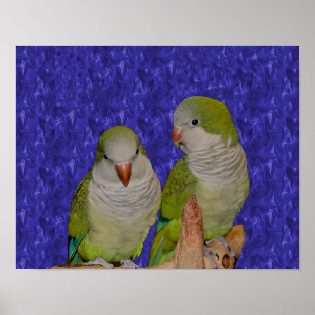 Baby Quaker Parrot Pair Animal Poster (Framsidan)