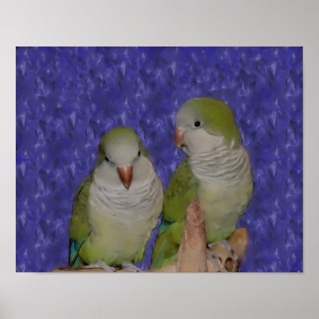 Baby Quaker Parrot Pair Photo Painting Poster (Framsidan)