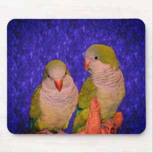 Baby Quaker Parrots Animal Musmatta