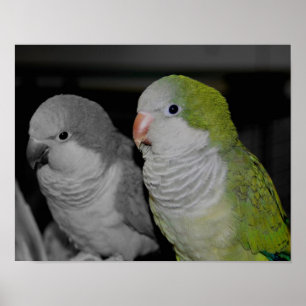 Baby Quaker Parrots Partial Färg Poster