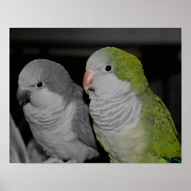 Baby Quaker Parrots Partial Färg Poster (Framsidan)