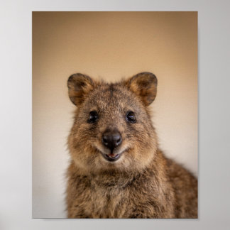 Baby Quokka Porträtt – Söt Väggdekor för Barnkamma Poster