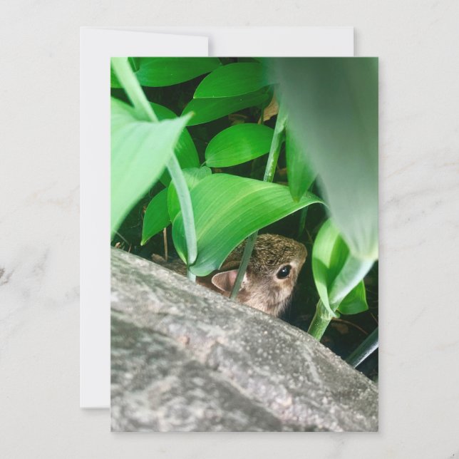 Baby Rabbit (Framsida)