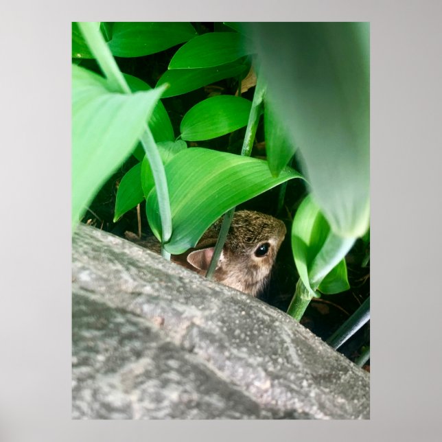 Baby Rabbit Poster (Framsidan)