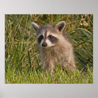 Baby Raccoon 2 Poster
