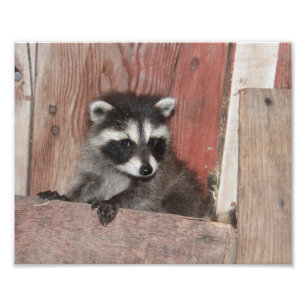 Baby Raccoon i Barn Fototryck