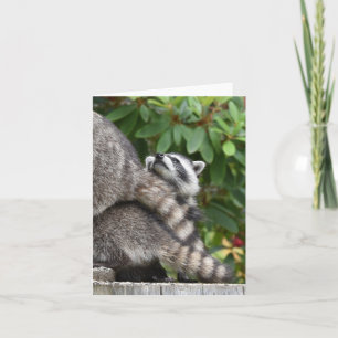 Baby Raccoon Kort
