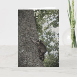 Baby Raccoon Kort