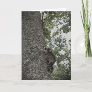 Baby Raccoon Kort