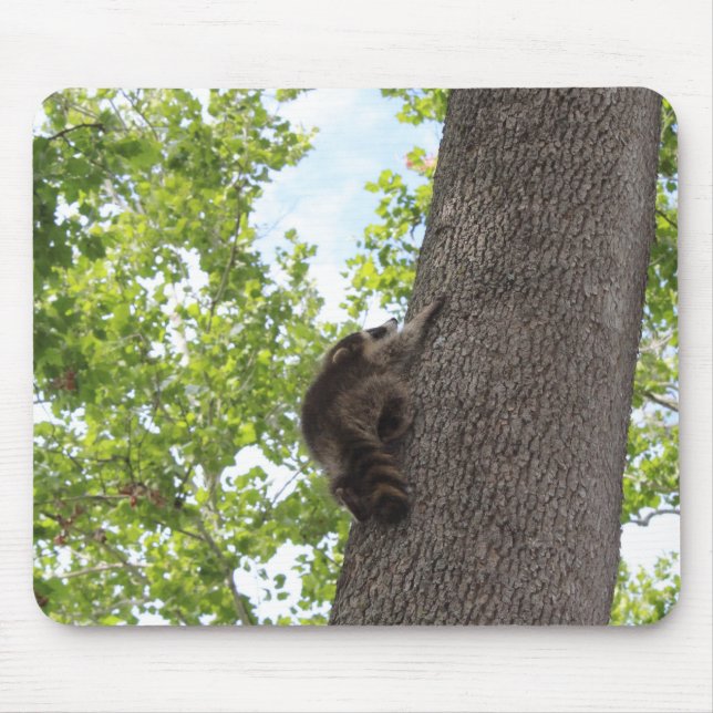 Baby Raccoon Musmatta (Framsidan)
