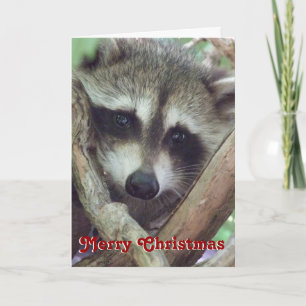 Baby Raccoon Photo, julkort Helgkort