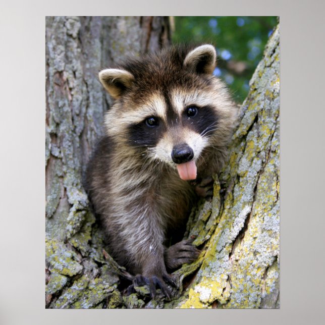 Baby Raccoon Poster (Framsidan)