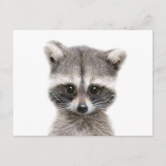 baby raccoon sayin hej. vykort